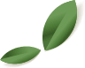 elements-summer-sale-banner-NK5W2VA_leaf_5.png